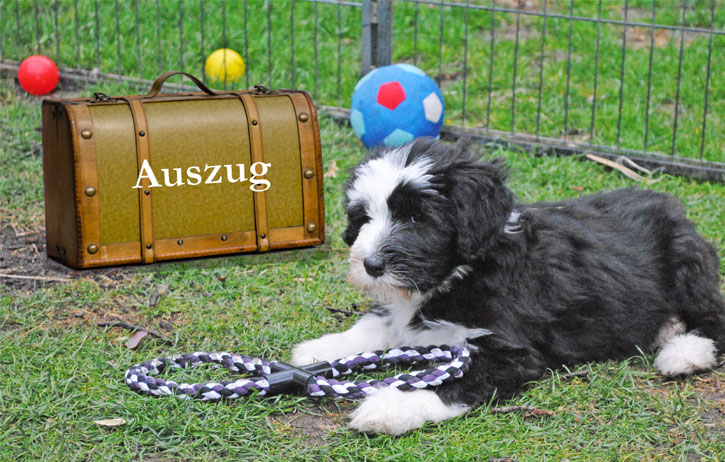 Auszug_ylvi