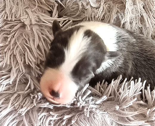 Hündin2_gesicht_oben