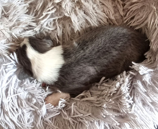 Hündin2_zusammengerollt