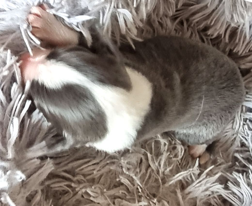 Hündin_kopf_ruecken_versteckt