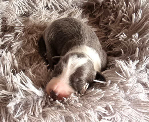 Hündin_vorne_m_ruecken