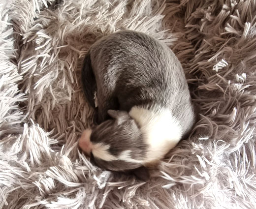 Hündin_zusammengerollt