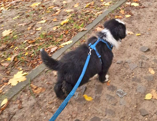 Karsi-beim-Gassi-gehen