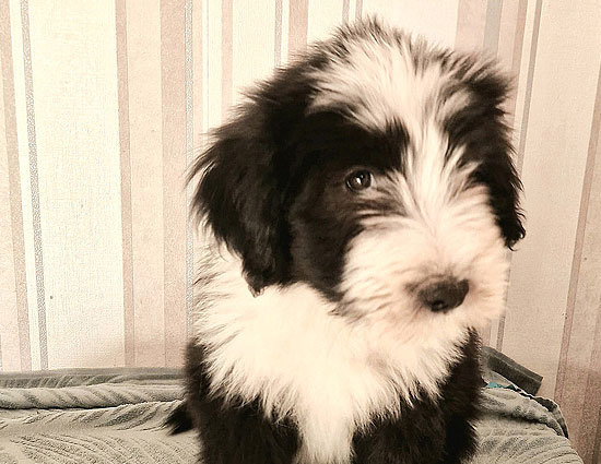 Kasimir-mit-schüchternem-Blick