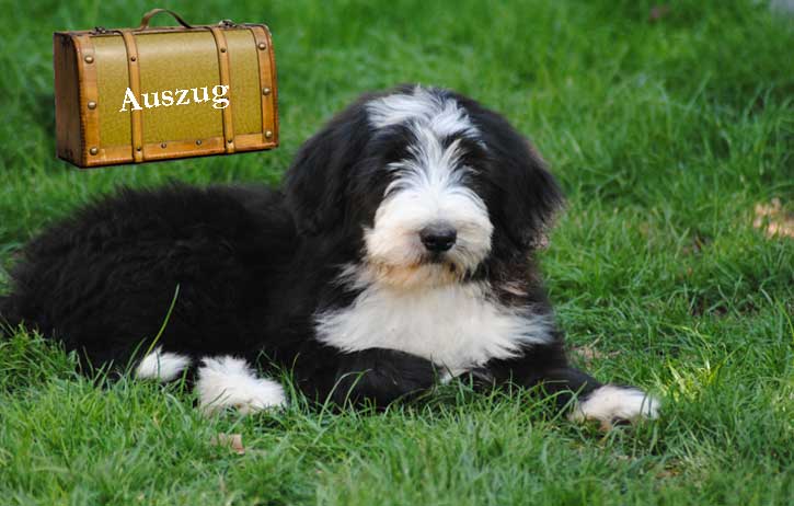 Yoshi-auszug