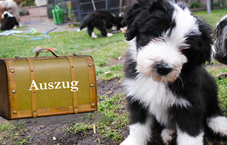 auszug_bruno