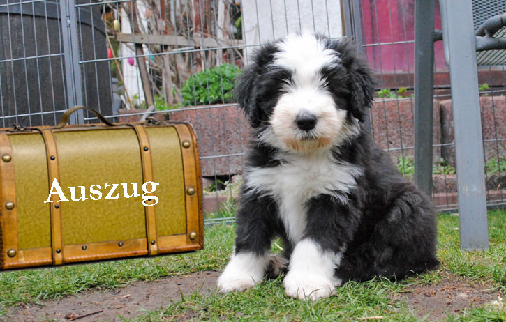 auzug_timmy