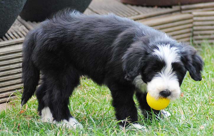 ball-spielen