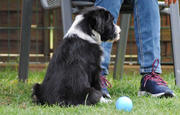 frauchen-spielste-ball-mit-mir