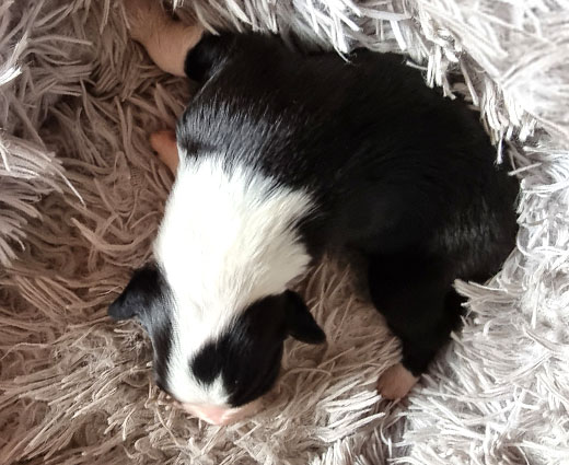 hünding-zusammengerollt