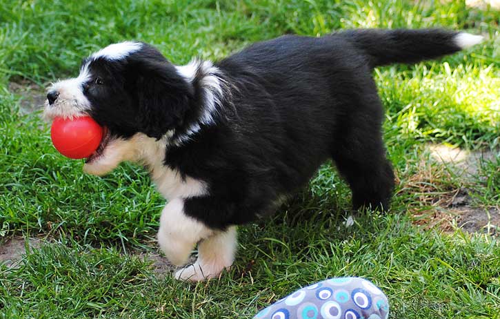 juniper-und-sein-ball