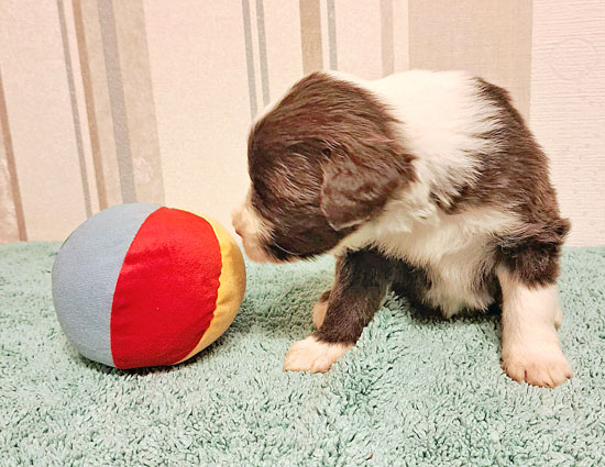 karo_schnuppern_ball