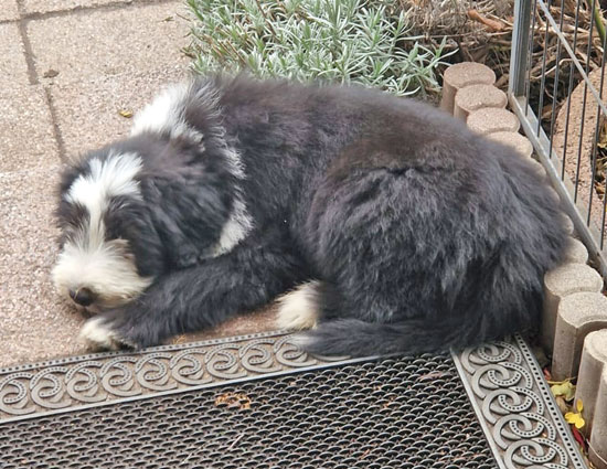 karsi-ausruhen-im-garten