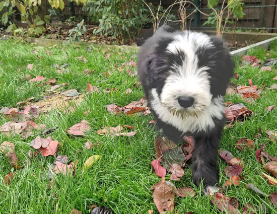 karsi-läuft-im-garten