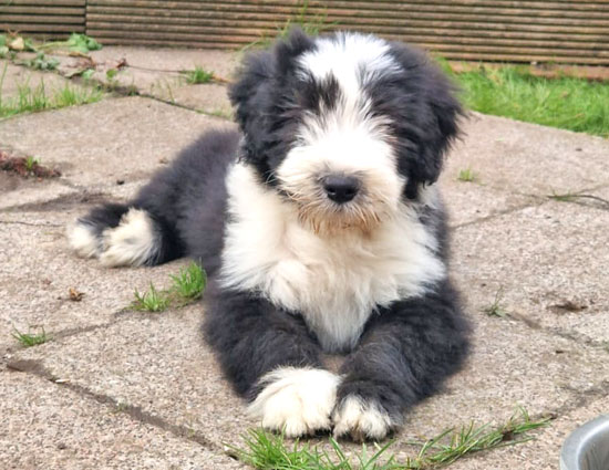 karsi-liegend-im-garten