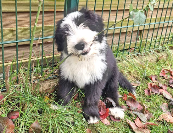 karsi-mit-rose-im-msul