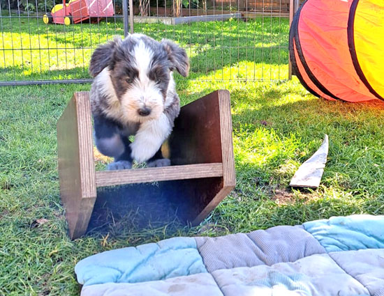 keepsake-rennt-über-wippe