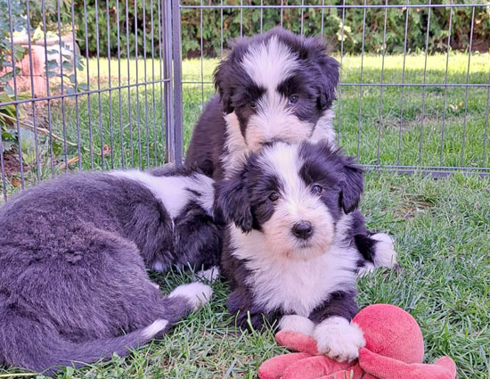 magic-mit-geschwister