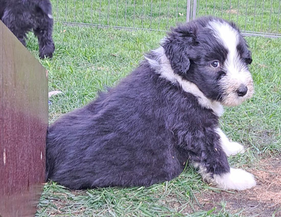 magic-schaut-um-die-ecke