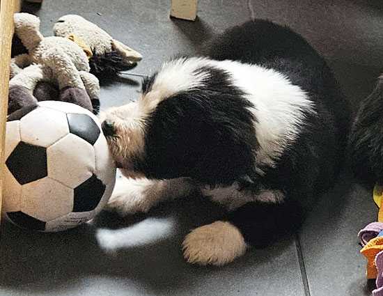 magic_fussball