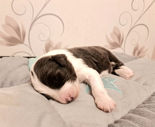 rüde-2-blau-träumend