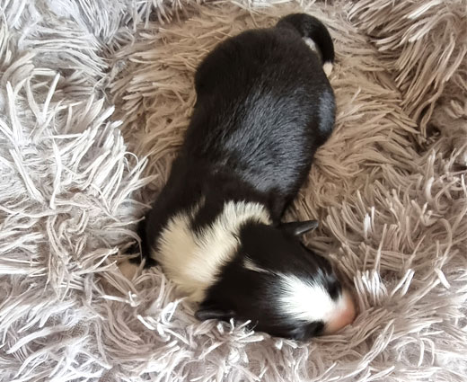 rüde_oben_versteckt