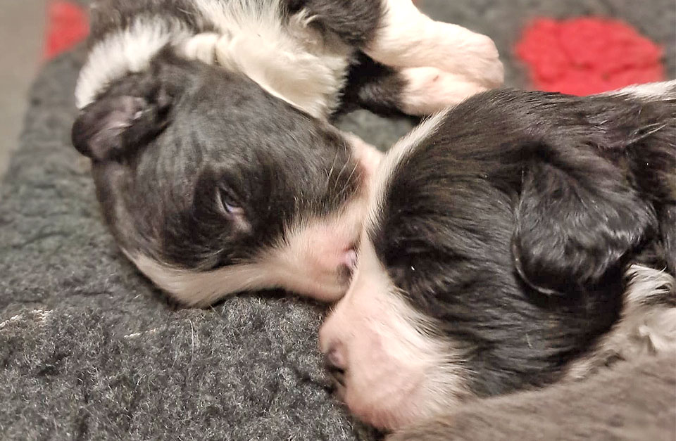 schwarze-kuscheln